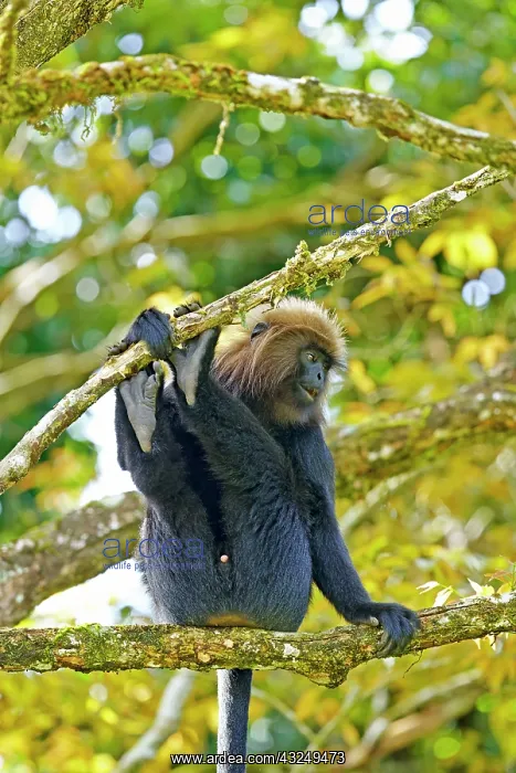 : Nilgiri Langur : Nilgiri Langur