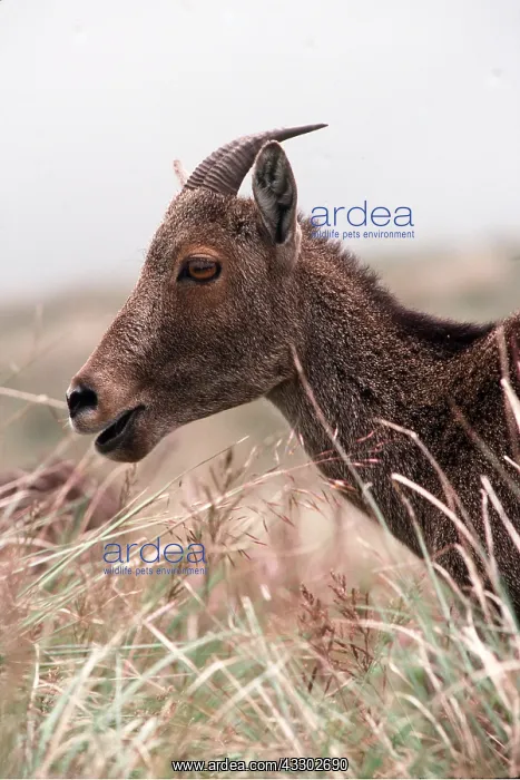 : NILGIRI TAHR - close-up of head : NILGIRI TAHR - close-up of head