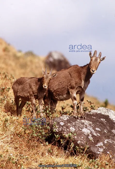 : NILGIRI TAHR - Female and young : NILGIRI TAHR - Female and young