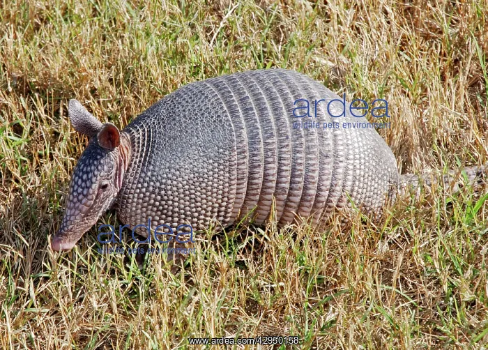 : Nine-banded Armadillo : Nine-banded Armadillo