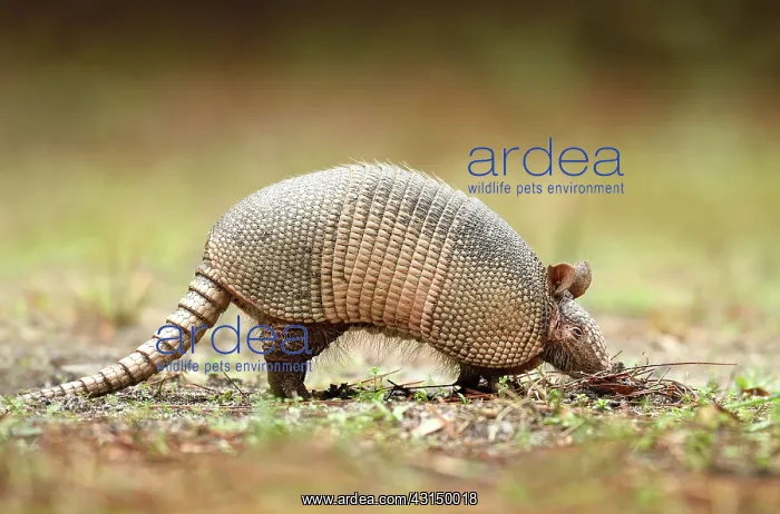 : Nine-banded Armadillo : Nine-banded Armadillo
