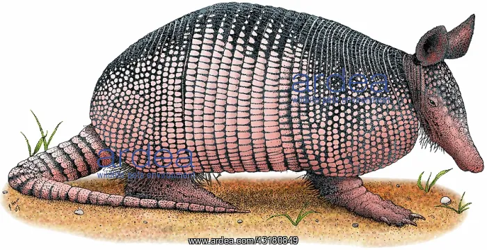 : Nine-Banded Armadillo : Nine-Banded Armadillo