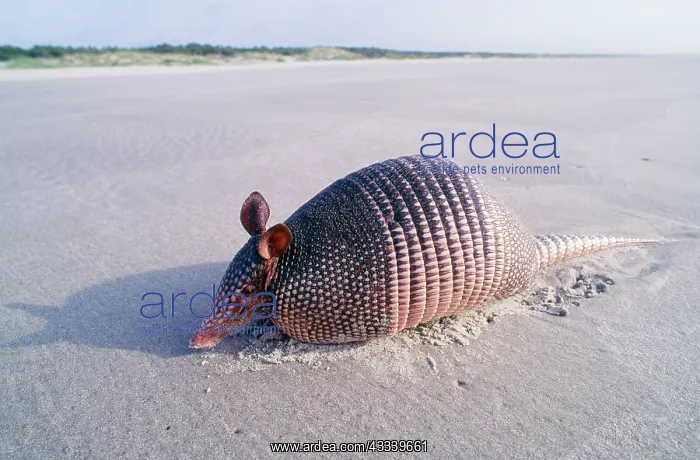  : Nine-banded Armadillo