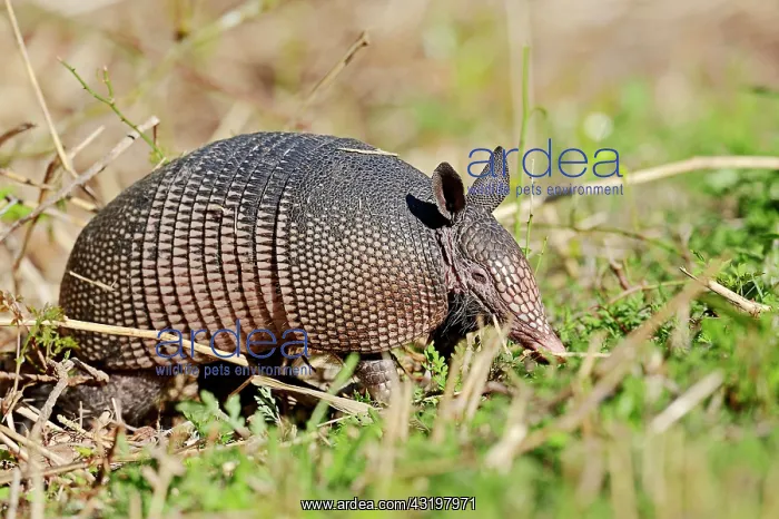 : Nine-banded Armadillo (Dasypus novemcinctus), Myakka : Nine-banded Armadillo (Dasypus novemcinctus), Myakka
