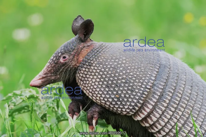 : Nine-banded Armadillo (Dasypus novemcinctus), adult : Nine-banded Armadillo (Dasypus novemcinctus), adult