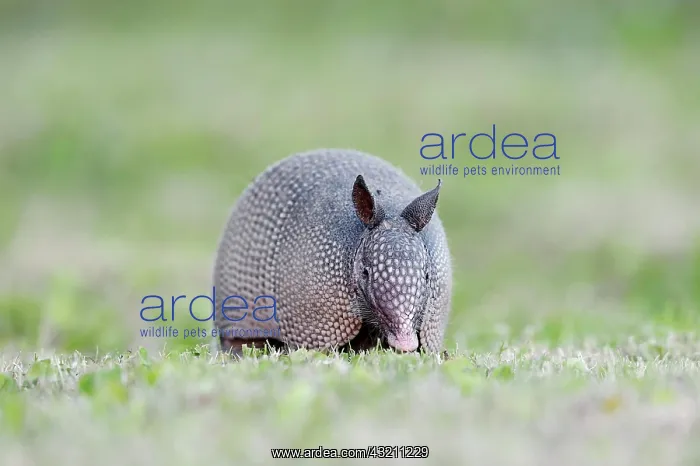 : Nine-banded Armadillo (Dasypus novemcinctus), Florida : Nine-banded Armadillo (Dasypus novemcinctus), Florida