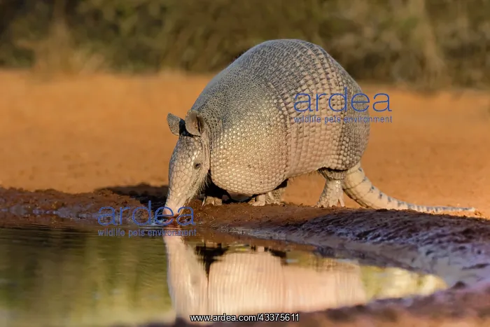 : Nine-banded Armadillo (Dasypus novemcinctus) drinking : Nine-banded Armadillo (Dasypus novemcinctus) drinking