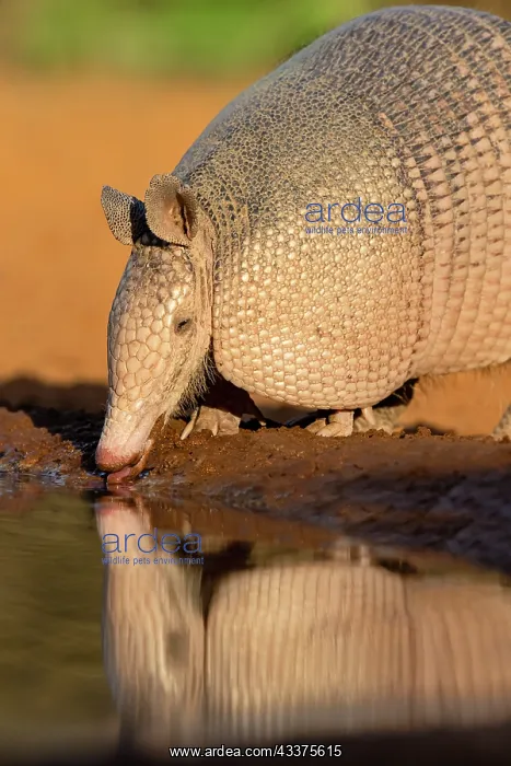 : Nine-banded Armadillo (Dasypus novemcinctus) drinking : Nine-banded Armadillo (Dasypus novemcinctus) drinking