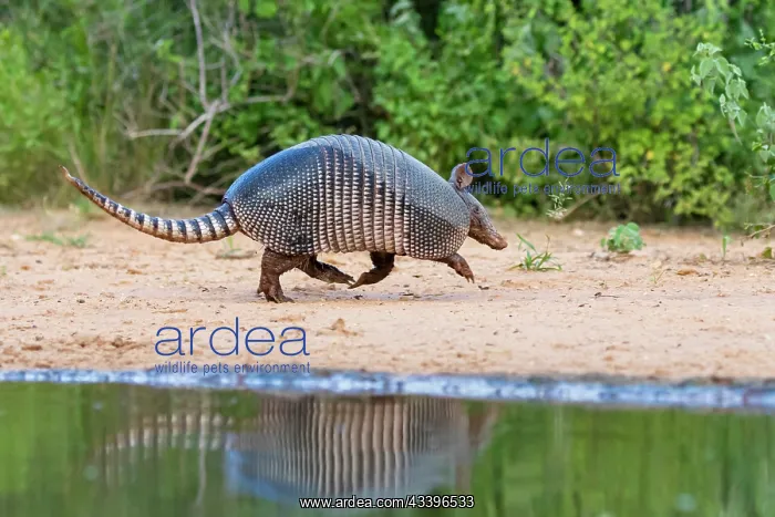 : Nine-banded armadillo at pond : Nine-banded armadillo at pond