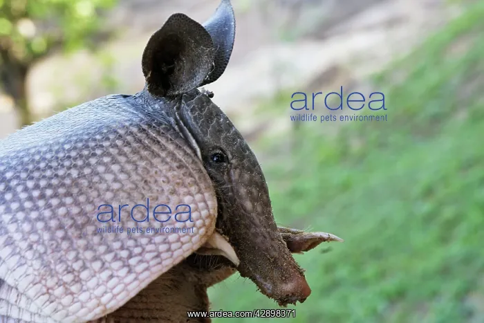 : Nine-banded Long-nosed Armadillo : Nine-banded Long-nosed Armadillo