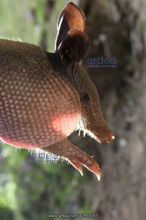 : Nine-banded Long-nosed Armadillo : Nine-banded Long-nosed Armadillo
