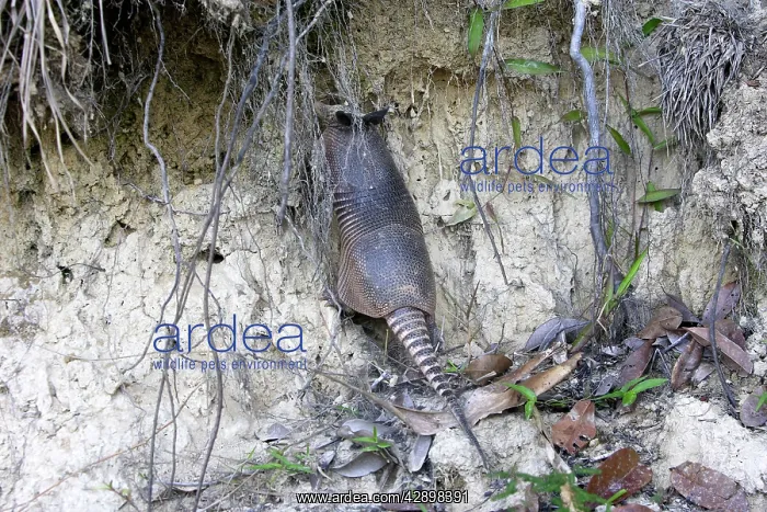 : Nine-banded Long-nosed Armadillo : Nine-banded Long-nosed Armadillo