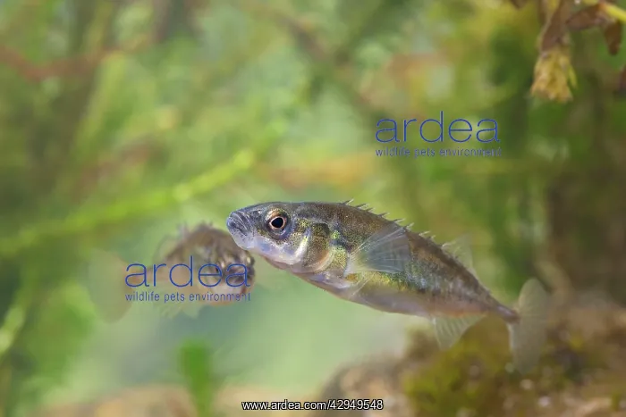 : Nine-spined stickelback - Pair photographed underwater : Nine-spined stickelback - Pair photographed underwater