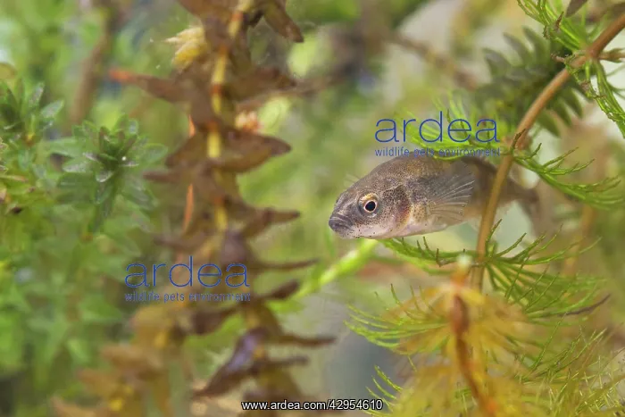 : Nine-spined Stickleback - an adult female photographed : Nine-spined Stickleback - an adult female photographed