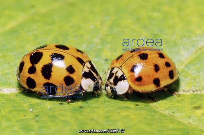 : Nine-spotted Ladybugs : Nine-spotted Ladybugs