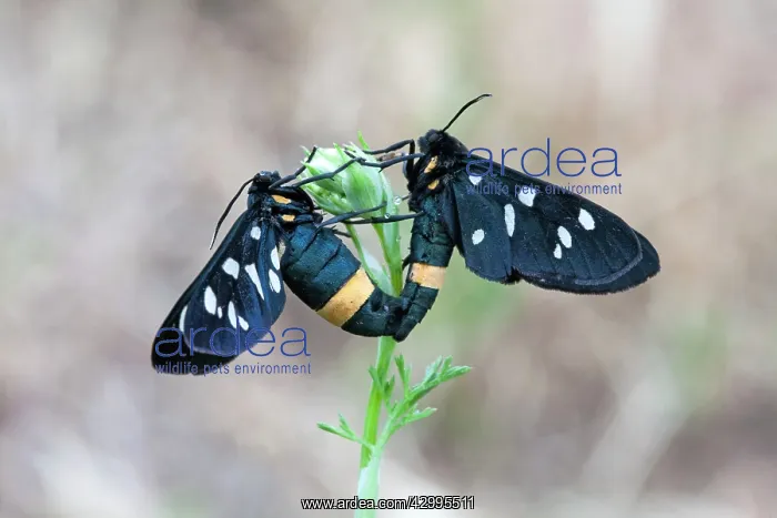 : Nine-spotted Moth pair mating - Bulgaria (Amata phegea) : Nine-spotted Moth pair mating - Bulgaria (Amata phegea)