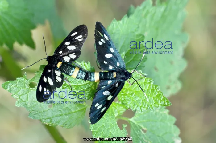 : Nine-spotted Moth - Pair mating, close up : Nine-spotted Moth - Pair mating, close up