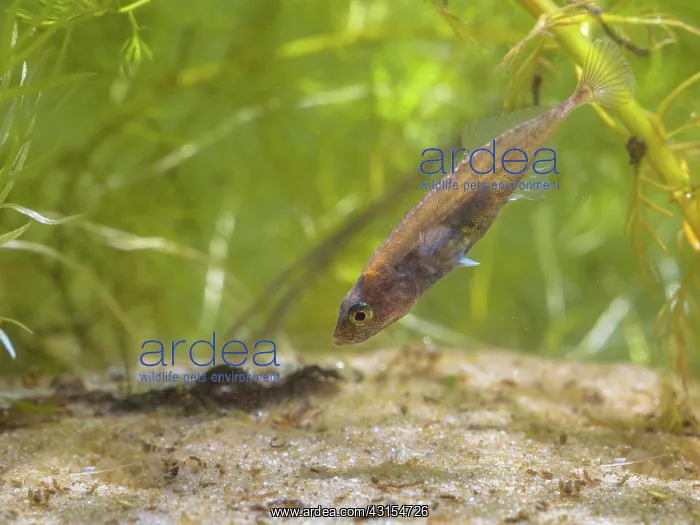 : Ninespine Stickleback Freshwater Fish (Pungitius pungitius) : Ninespine Stickleback Freshwater Fish (Pungitius pungitius)