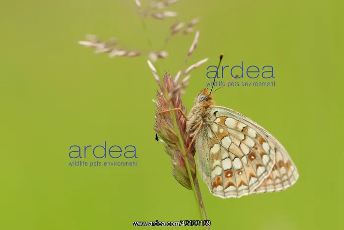 : Niobe Fritillary : Niobe Fritillary