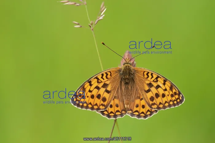 : Niobe Fritillary : Niobe Fritillary