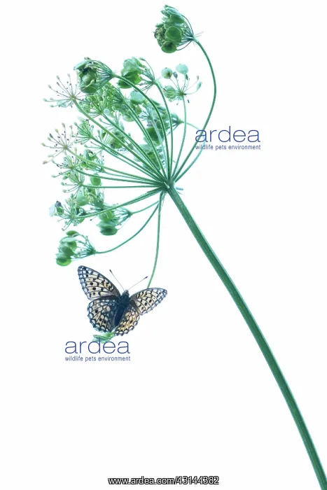 : Niobe Fritillary : Niobe Fritillary