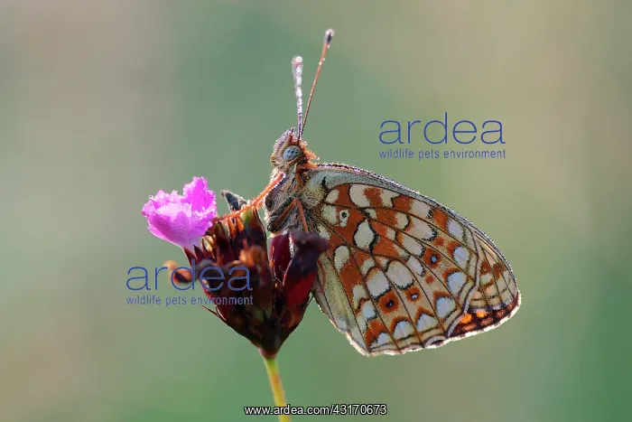 : Niobe Fritillary : Niobe Fritillary