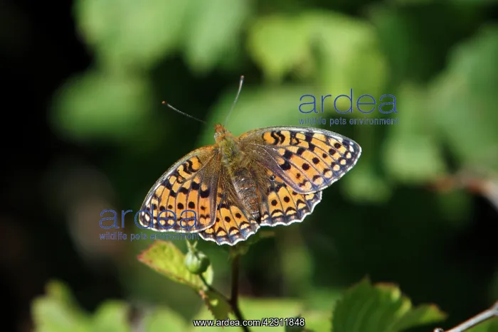 : Niobe Fritillary - butterfly resting in the sun : Niobe Fritillary - butterfly resting in the sun