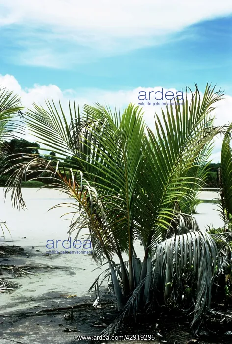 : NIPA PALM (Nypa fruticans). West New Britain, Papua New Guinea : NIPA PALM (Nypa fruticans). West New Britain, Papua New Guinea