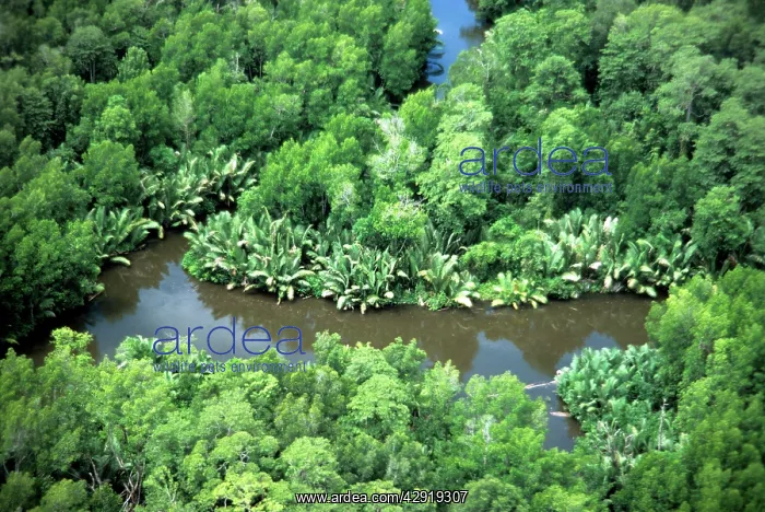 : Nipa Palm - and Mangroves : Nipa Palm - and Mangroves