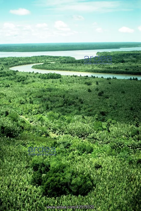 : Nipa Palm - swampland : Nipa Palm - swampland
