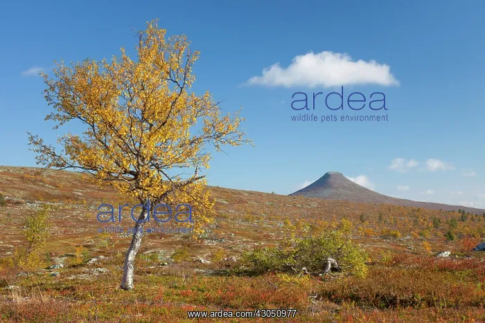 : Nipfjaellet Mount Nipfjaellet in autumn Sweden : Nipfjaellet Mount Nipfjaellet in autumn Sweden