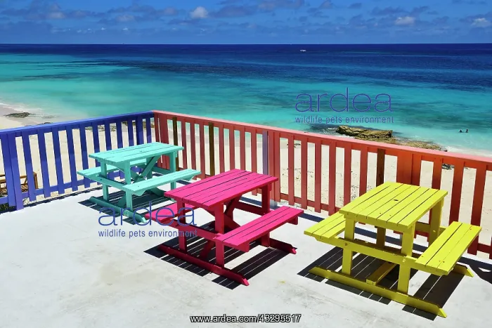 : Nipper's Beach Bar and Grill, Guana Cay, Abacos : Nipper's Beach Bar and Grill, Guana Cay, Abacos