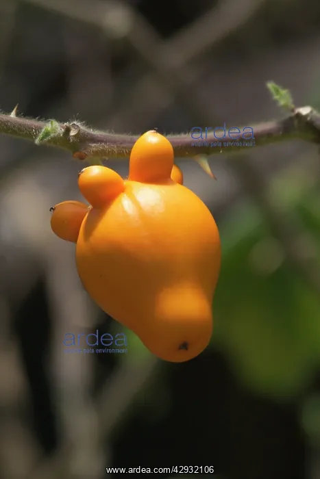 : Nipple Fruit / Nipple Brinjal / Apple of Sodom : Nipple Fruit / Nipple Brinjal / Apple of Sodom
