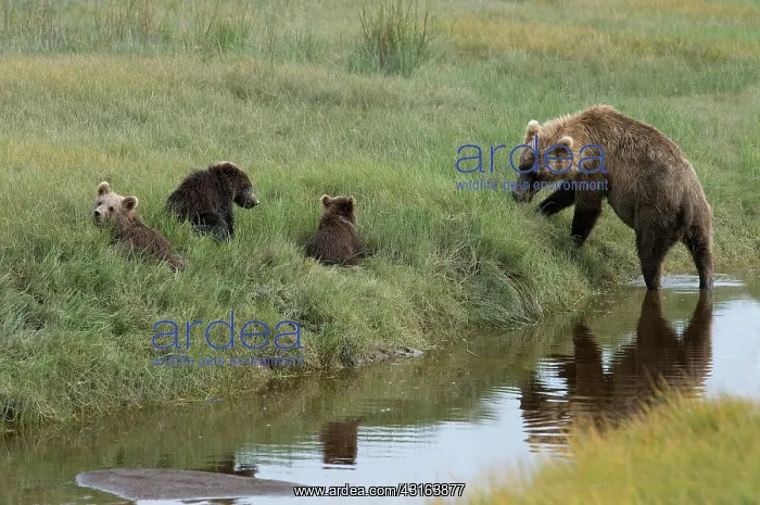 : NIS. Ardea Picture Library Contributors: NIS : NIS. Ardea Picture Library Contributors: NIS