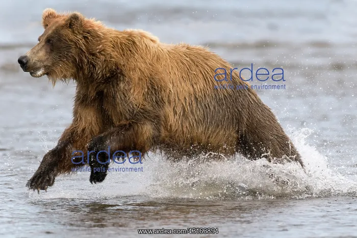 : NIS. Ardea Picture Library Contributors: NIS : NIS. Ardea Picture Library Contributors: NIS