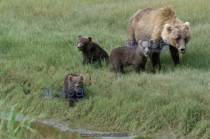 : NIS. Ardea Picture Library Contributors: NIS : NIS. Ardea Picture Library Contributors: NIS