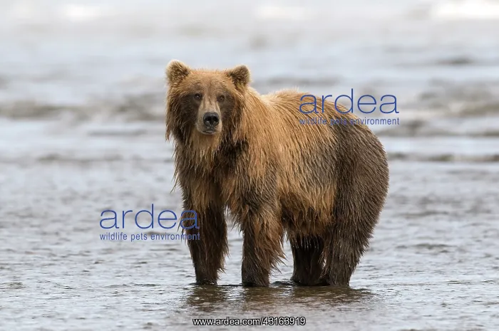 : NIS. Ardea Picture Library Contributors: NIS : NIS. Ardea Picture Library Contributors: NIS