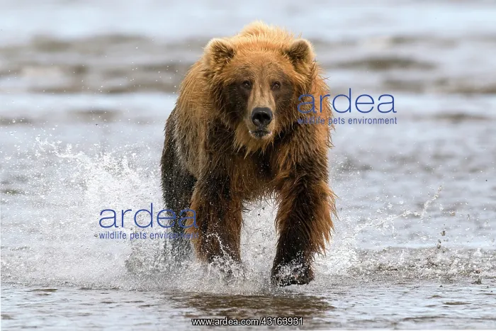 : NIS. Ardea Picture Library Contributors: NIS : NIS. Ardea Picture Library Contributors: NIS