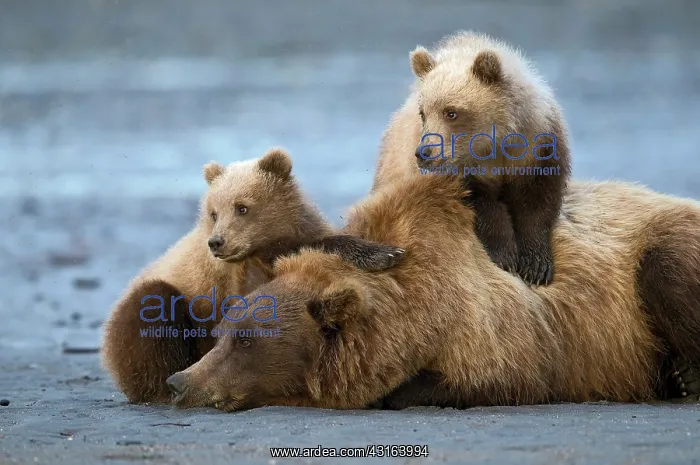 : NIS. Ardea Picture Library Contributors: NIS : NIS. Ardea Picture Library Contributors: NIS