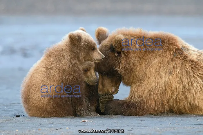 : NIS. Ardea Picture Library Contributors: NIS : NIS. Ardea Picture Library Contributors: NIS