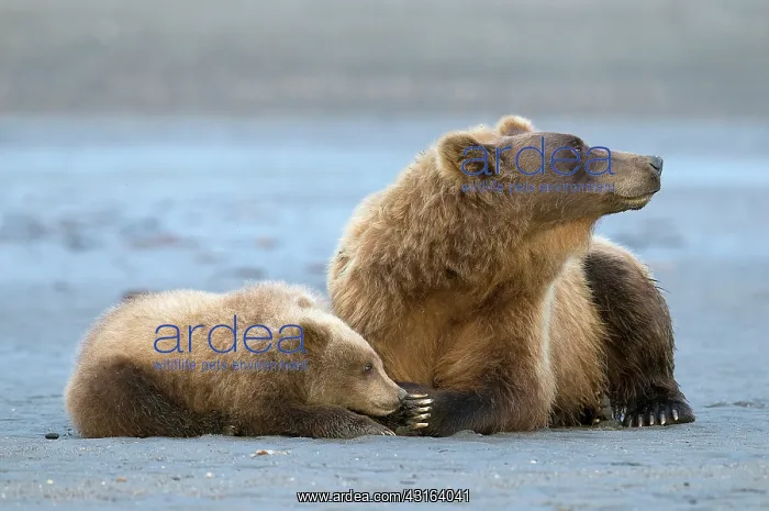 : NIS. Ardea Picture Library Contributors: NIS : NIS. Ardea Picture Library Contributors: NIS