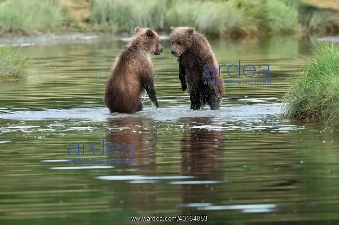 : NIS. Ardea Picture Library Contributors: NIS : NIS. Ardea Picture Library Contributors: NIS