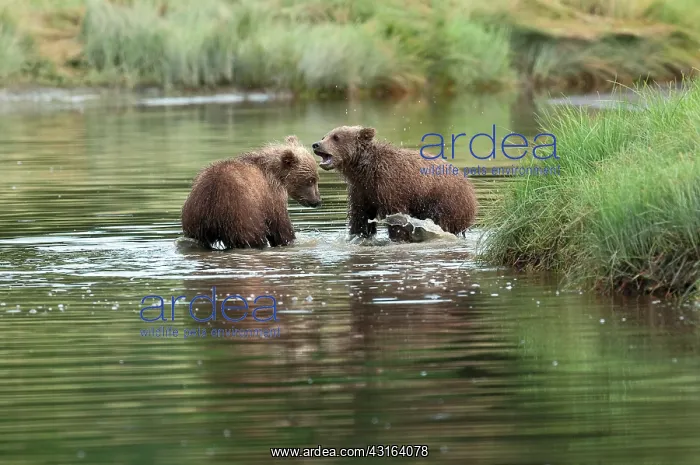 : NIS. Ardea Picture Library Contributors: NIS : NIS. Ardea Picture Library Contributors: NIS