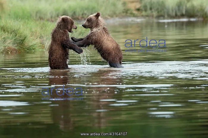 : NIS. Ardea Picture Library Contributors: NIS : NIS. Ardea Picture Library Contributors: NIS