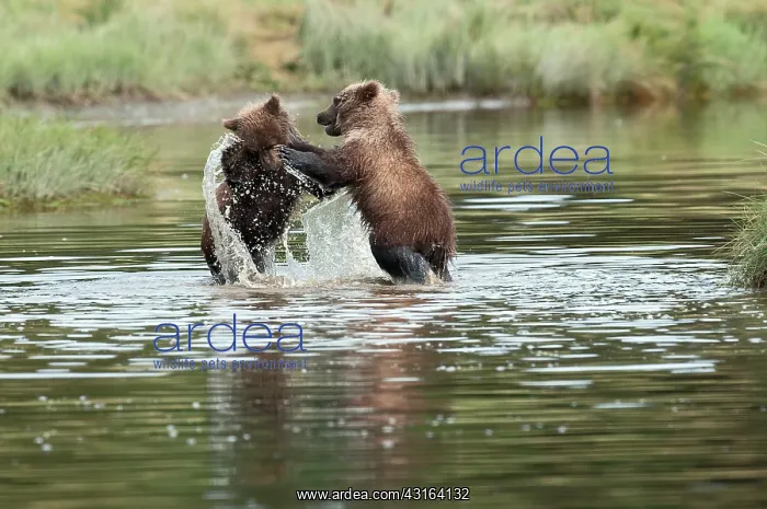  : NIS. Ardea Picture Library Contributors: NIS