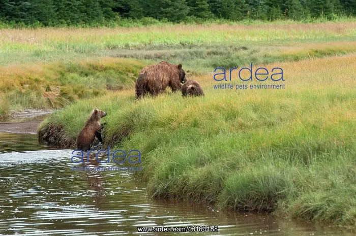 : NIS. Ardea Picture Library Contributors: NIS : NIS. Ardea Picture Library Contributors: NIS
