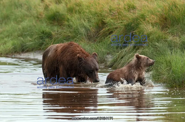 : NIS. Ardea Picture Library Contributors: NIS : NIS. Ardea Picture Library Contributors: NIS