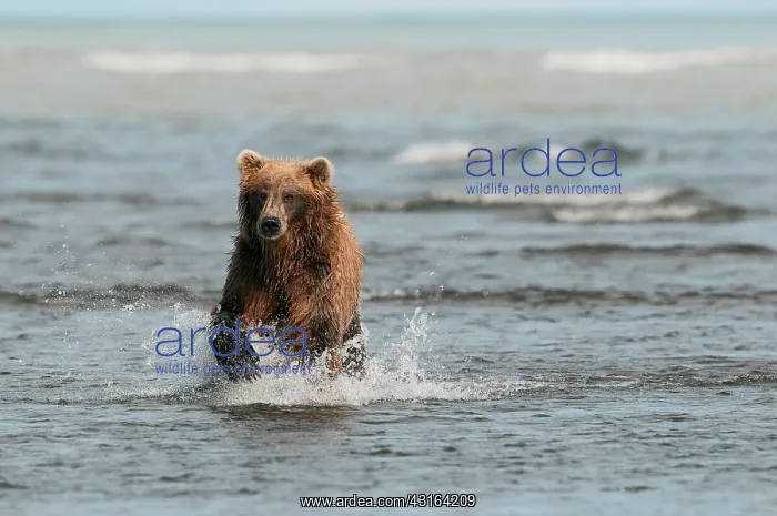: NIS. Ardea Picture Library Contributors: NIS : NIS. Ardea Picture Library Contributors: NIS