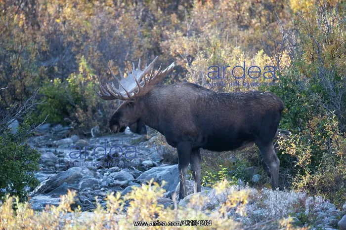 : NIS. Ardea Picture Library Contributors: NIS : NIS. Ardea Picture Library Contributors: NIS