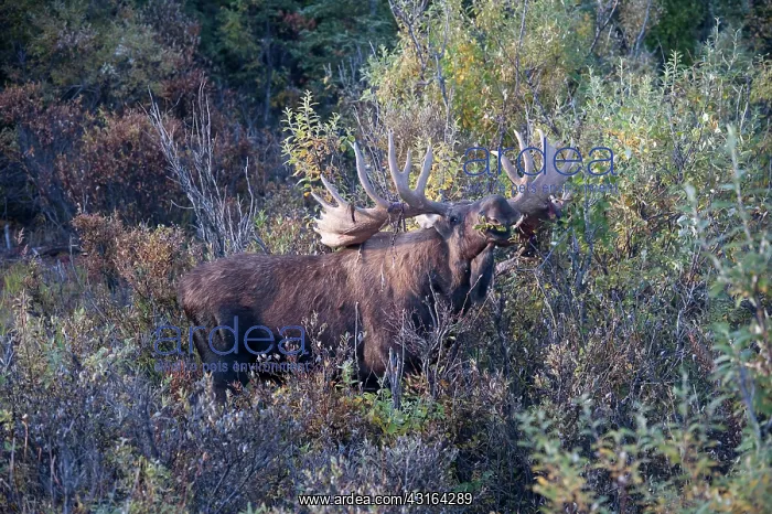 : NIS. Ardea Picture Library Contributors: NIS : NIS. Ardea Picture Library Contributors: NIS